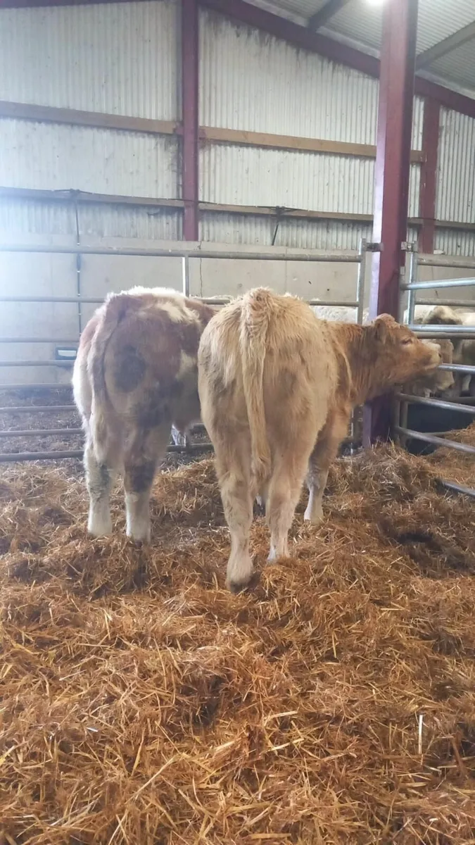 Charolais Bull Weanlings - Image 4