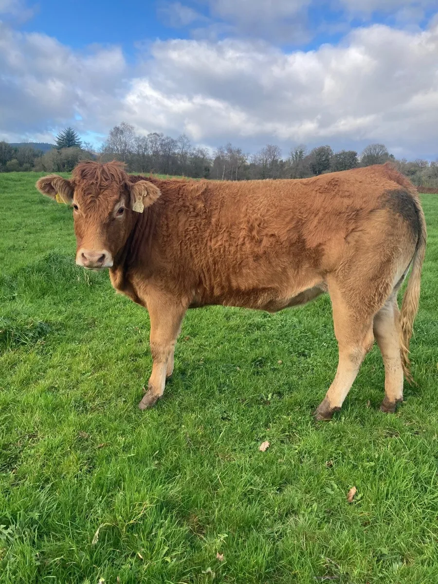 Breeding heifer - Image 1