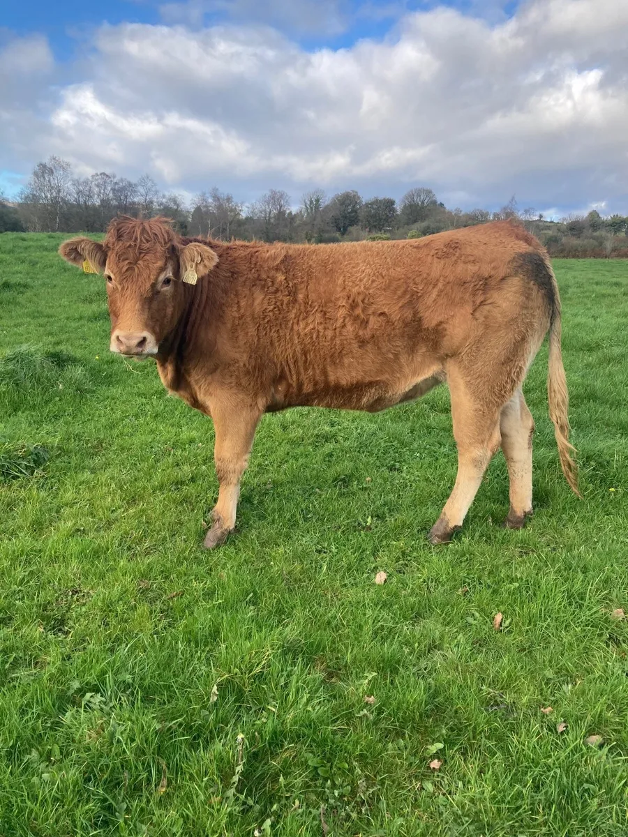 Breeding heifer - Image 2