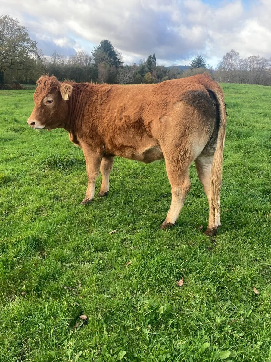 Breeding heifer - Image 3