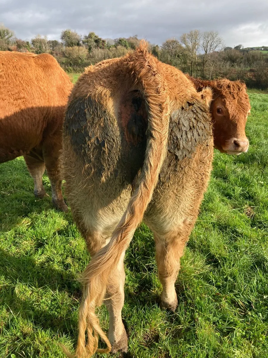 Breeding heifer - Image 4