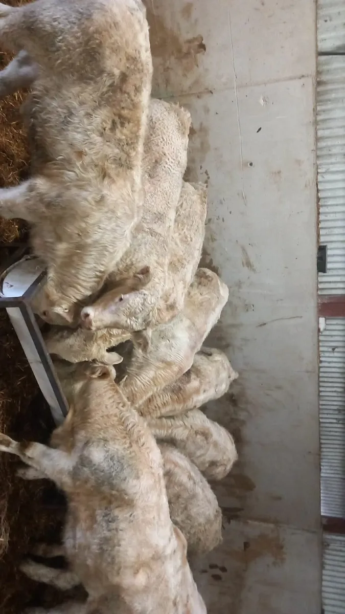 Charolais bull weanlings - Image 1