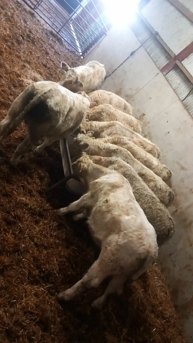 Charolais bull weanlings - Image 4