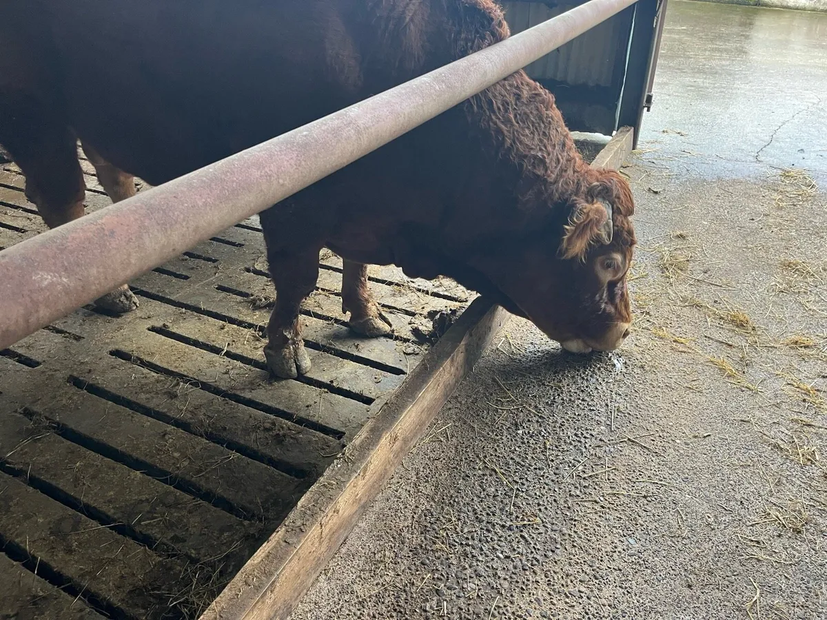 Limousine bull - Image 1