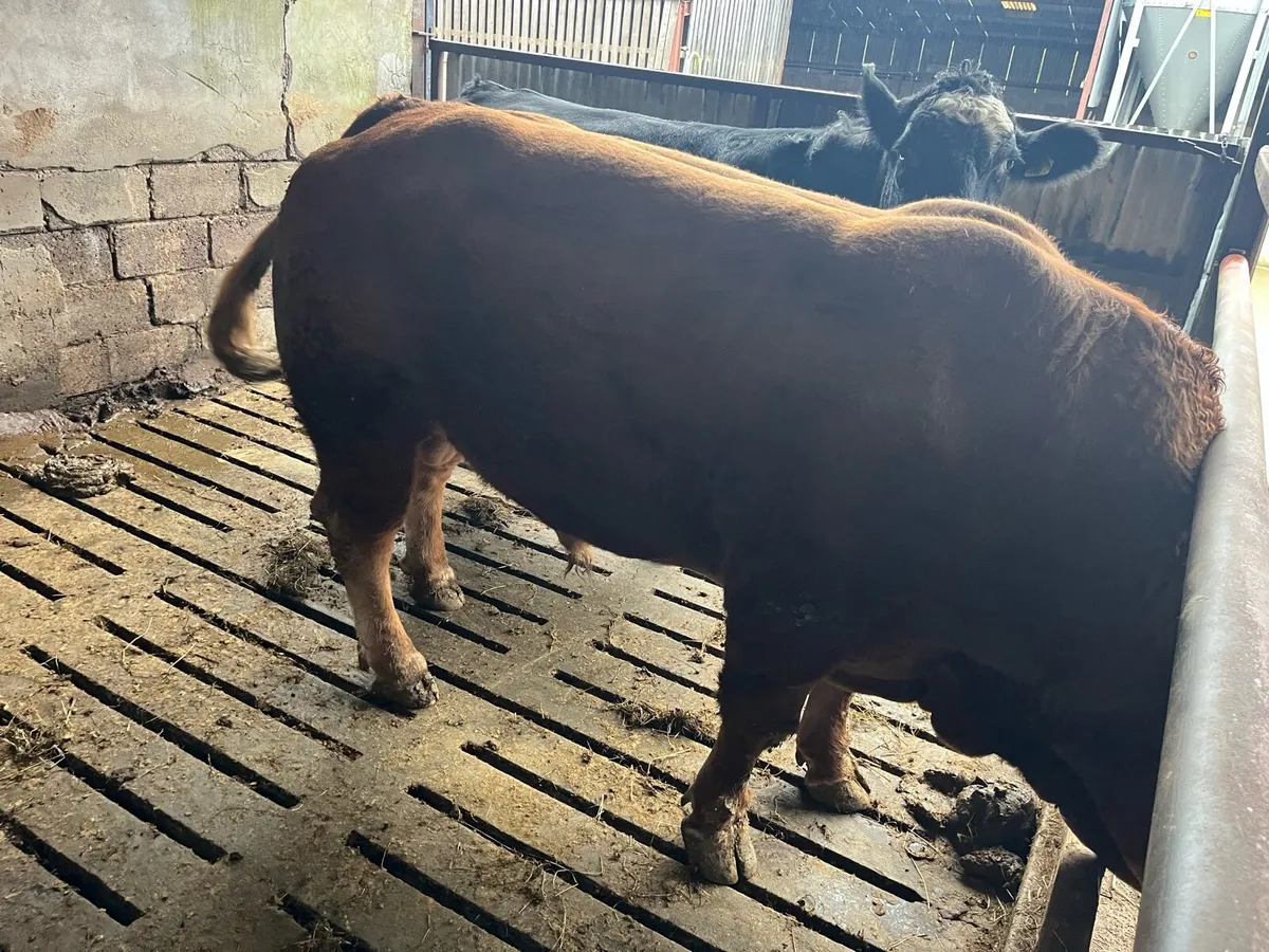 Limousine bull - Image 2