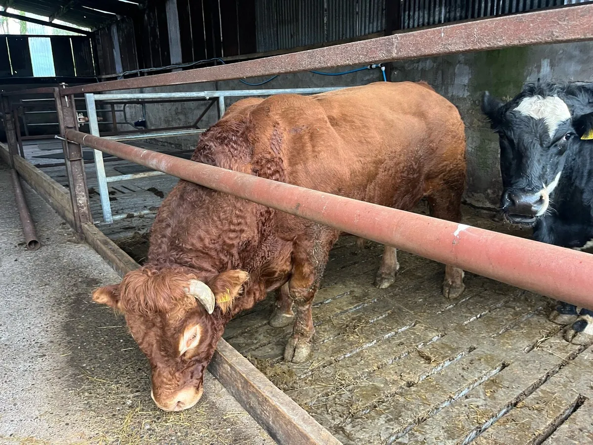 Limousine bull - Image 3