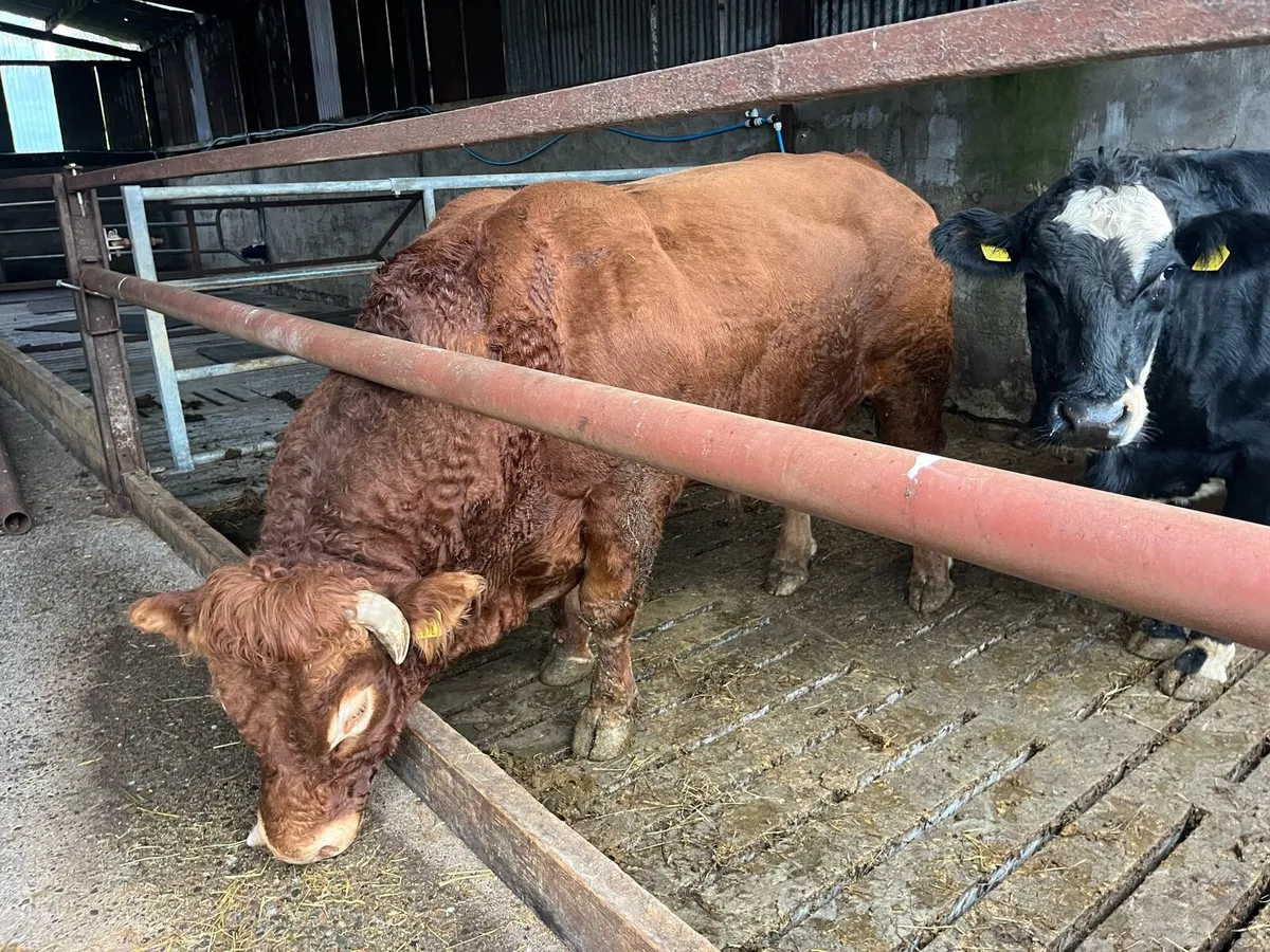 Limousine bull - Image 4