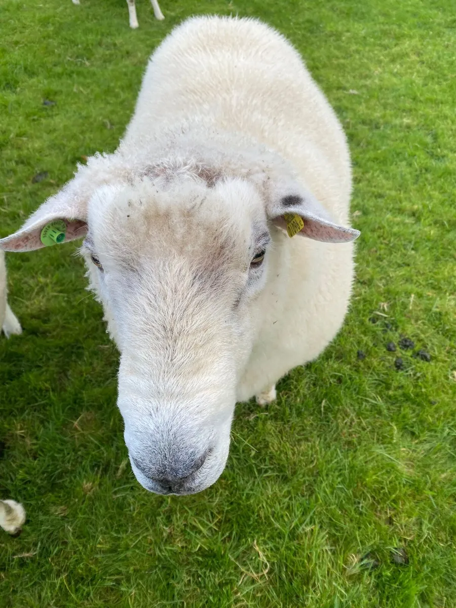 Pedigree Galway Ram - Image 1