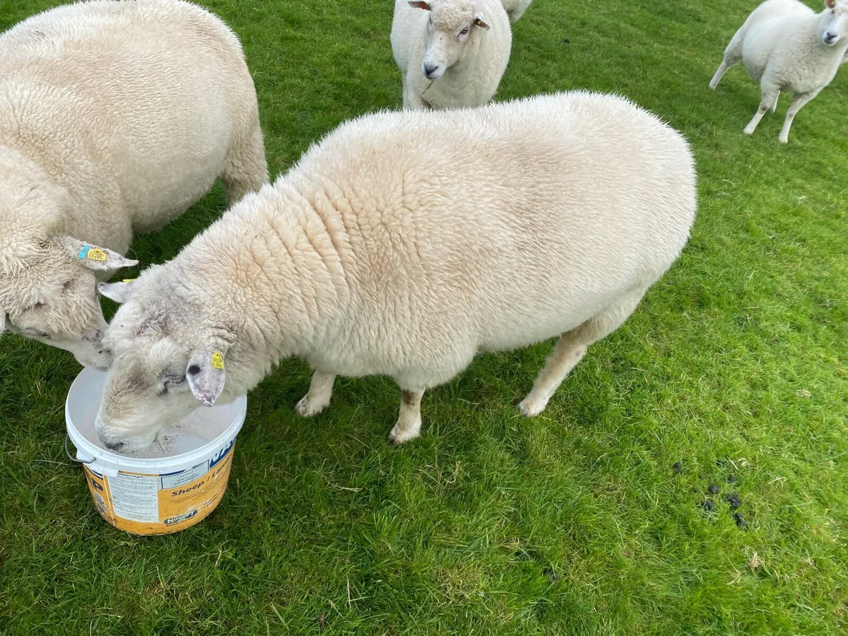 Pedigree Galway Ram - Image 2