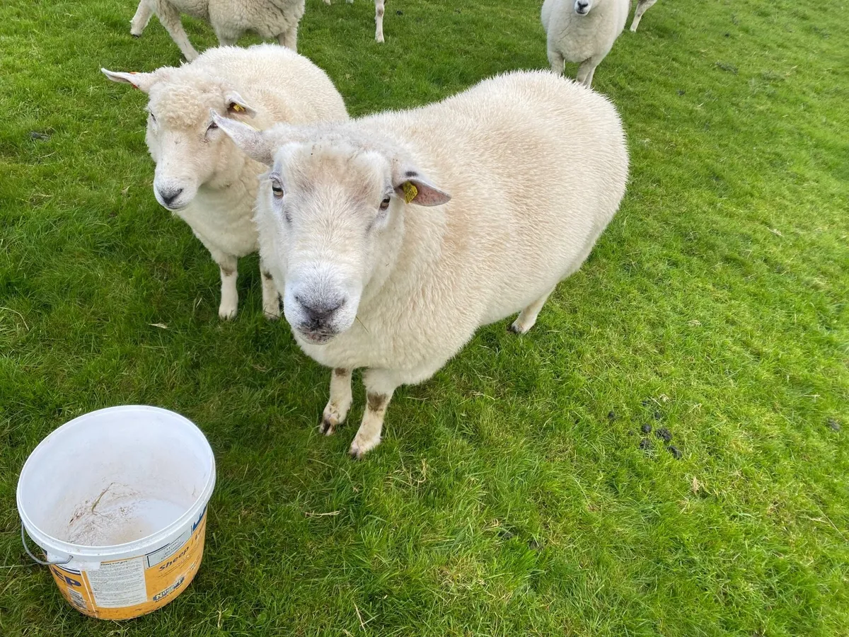 Pedigree Galway Ram - Image 3