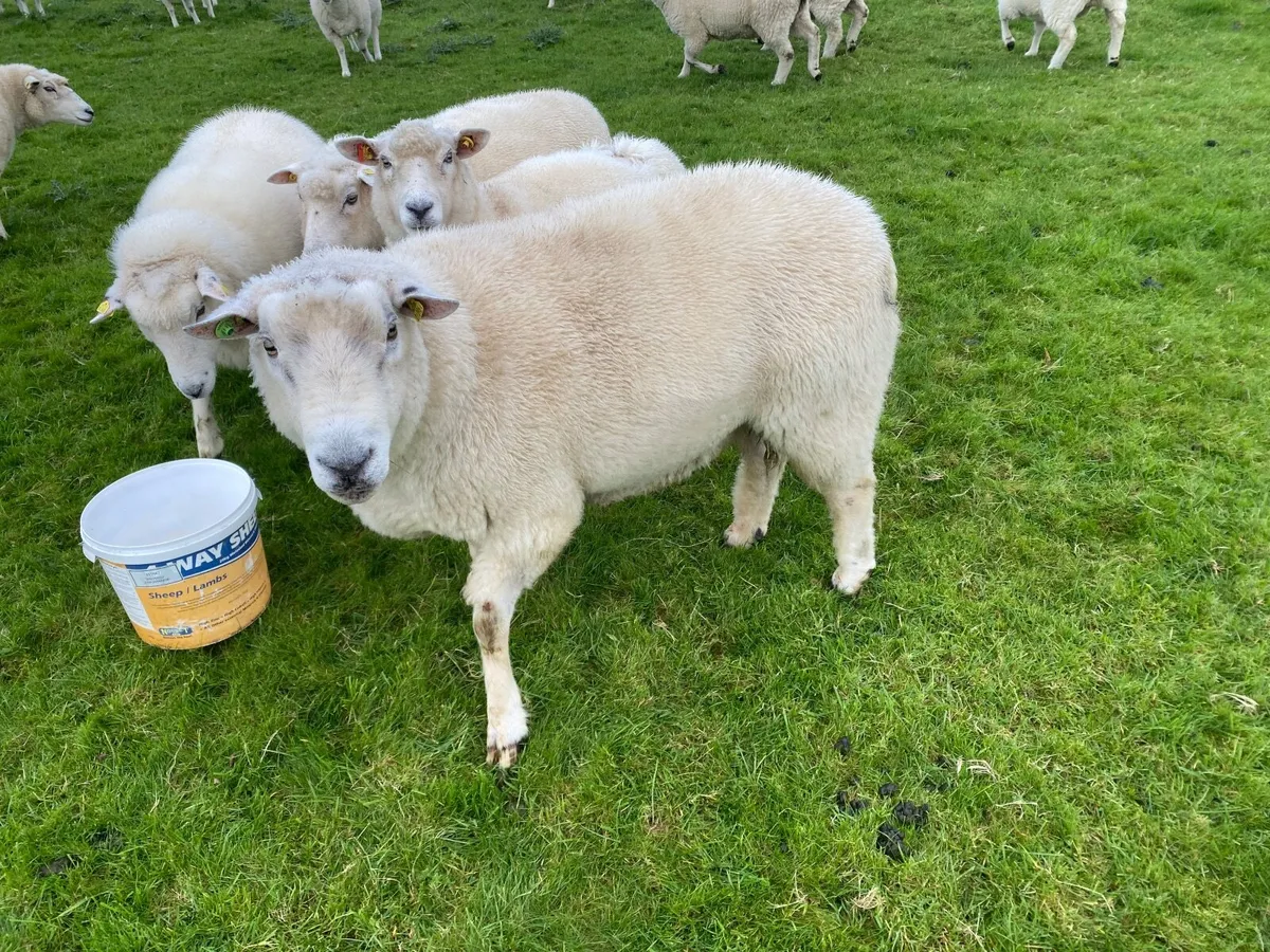 Pedigree Galway Ram - Image 4