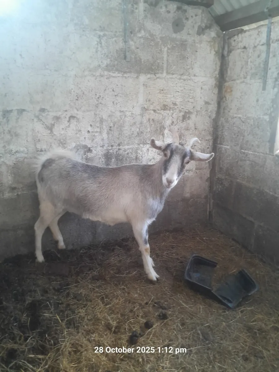 Goat - Image 1