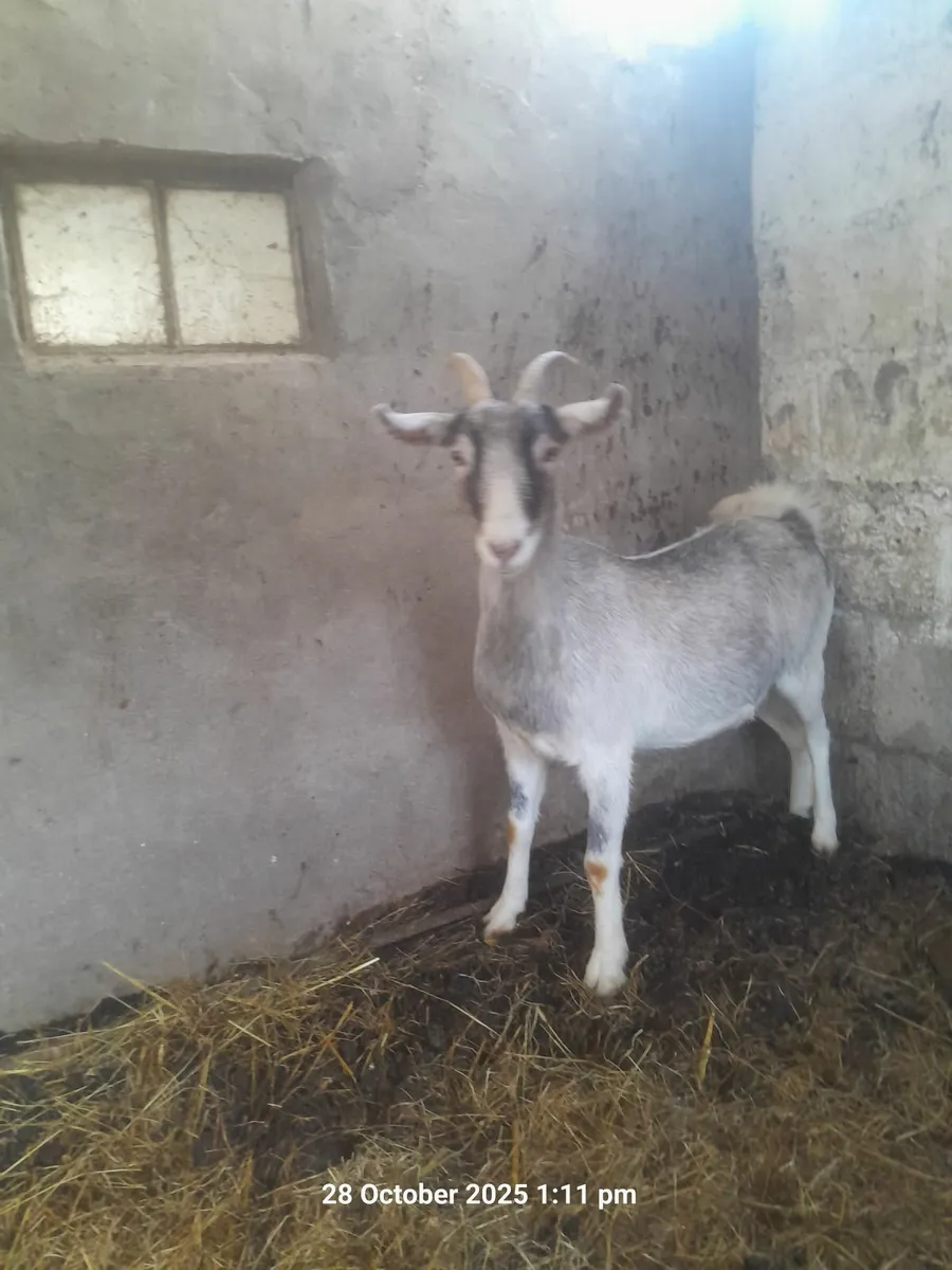 Goat - Image 2