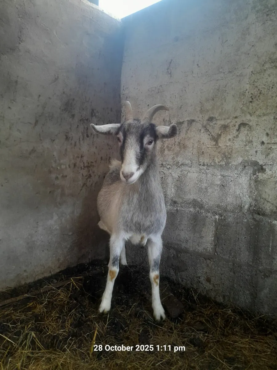 Goat - Image 3