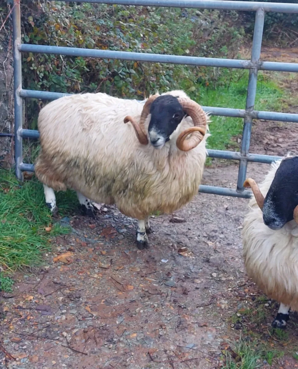 3 scotch hoggets rams - Image 1