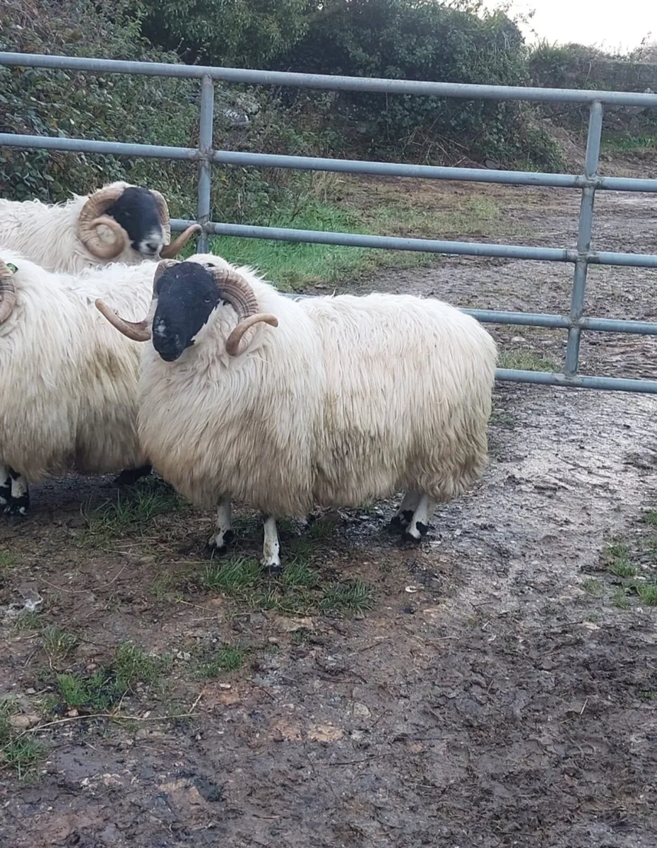 3 scotch hoggets rams - Image 2