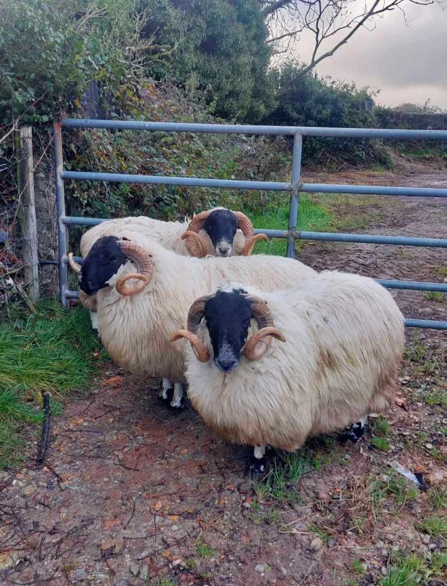 3 scotch hoggets rams - Image 3