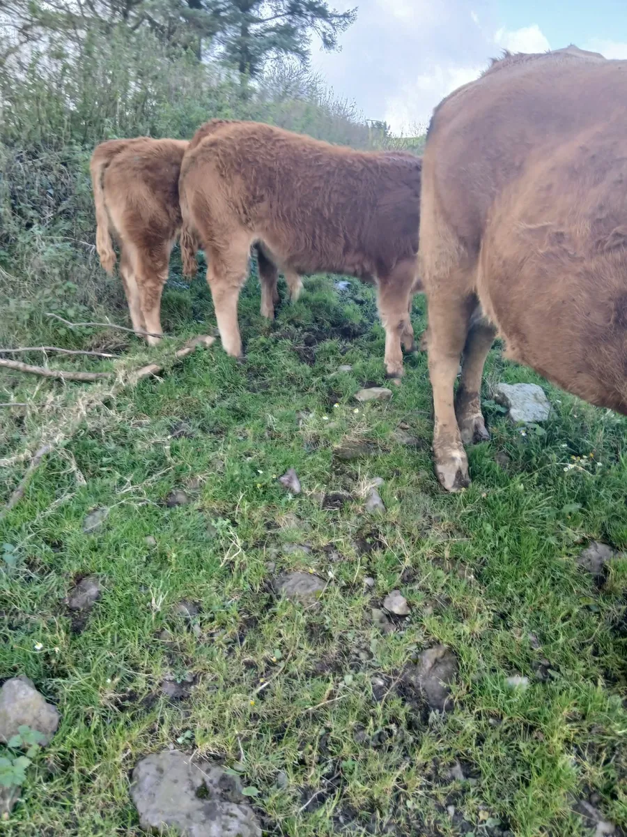 PBR Limousin weanlings - Image 1