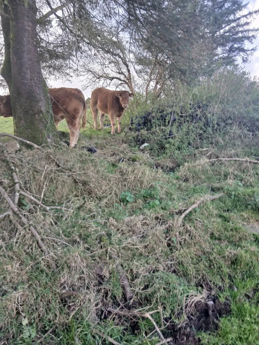 PBR Limousin weanlings - Image 2