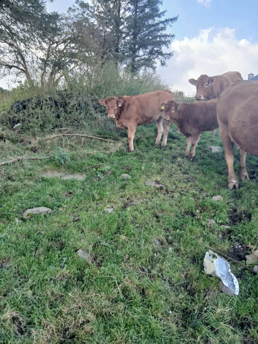 PBR Limousin weanlings - Image 3