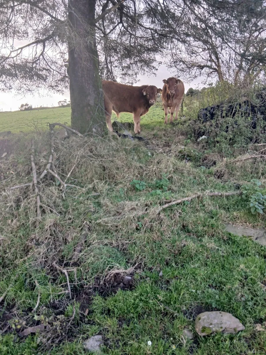 PBR Limousin weanlings - Image 4