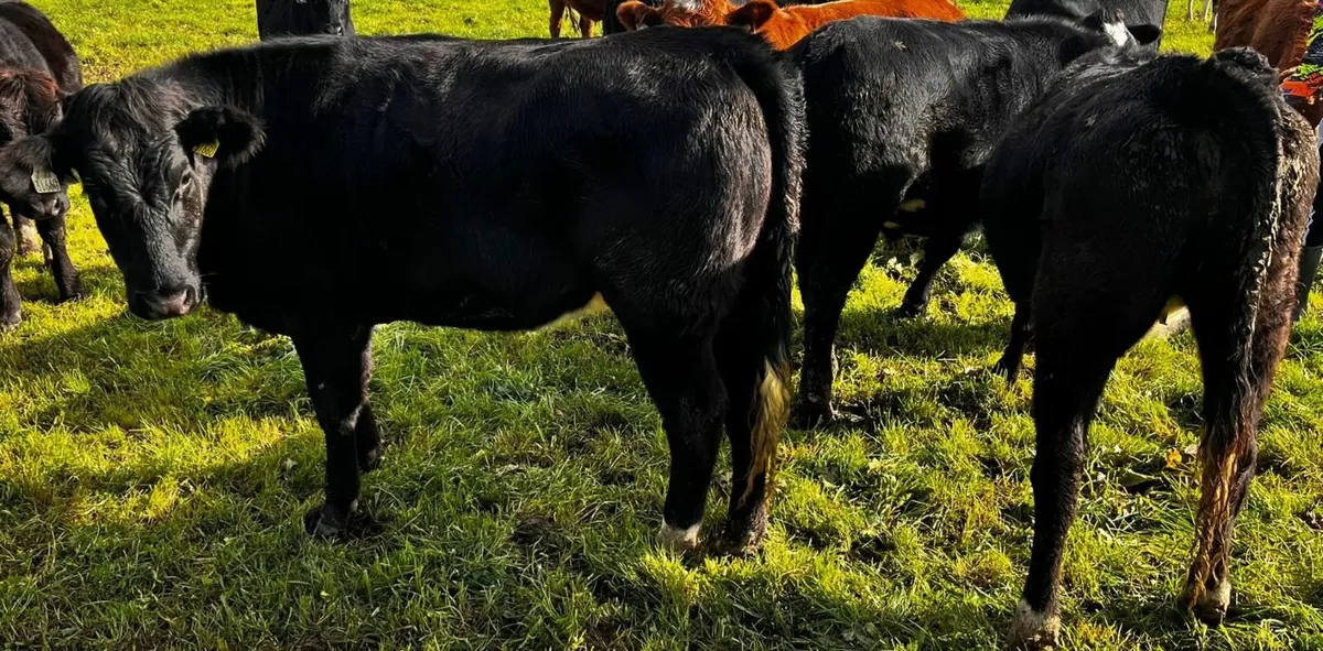 Breeding Heifers Limousin - Image 2