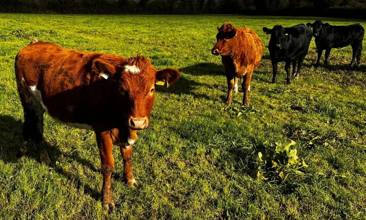 Breeding Heifers Limousin - Image 4