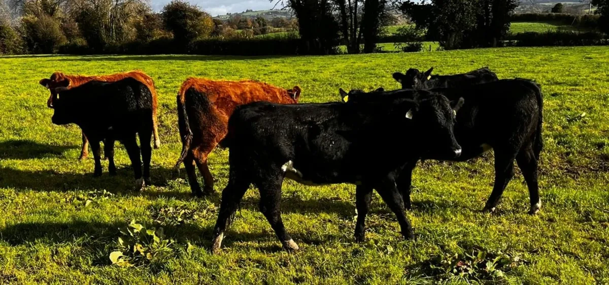 Breeding Heifers Limousin - Image 1