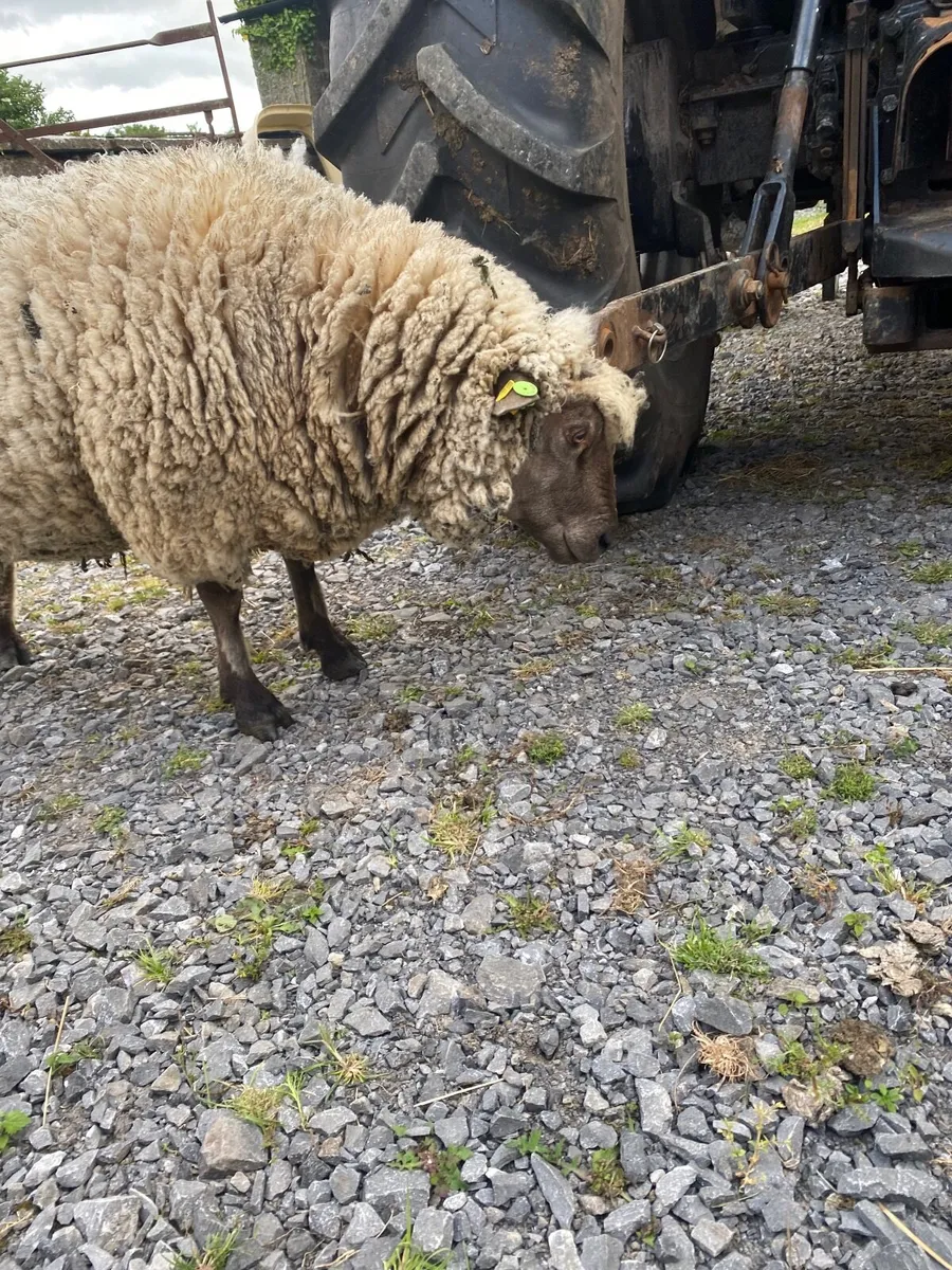 Pedigree Vendeen Ram - Image 1