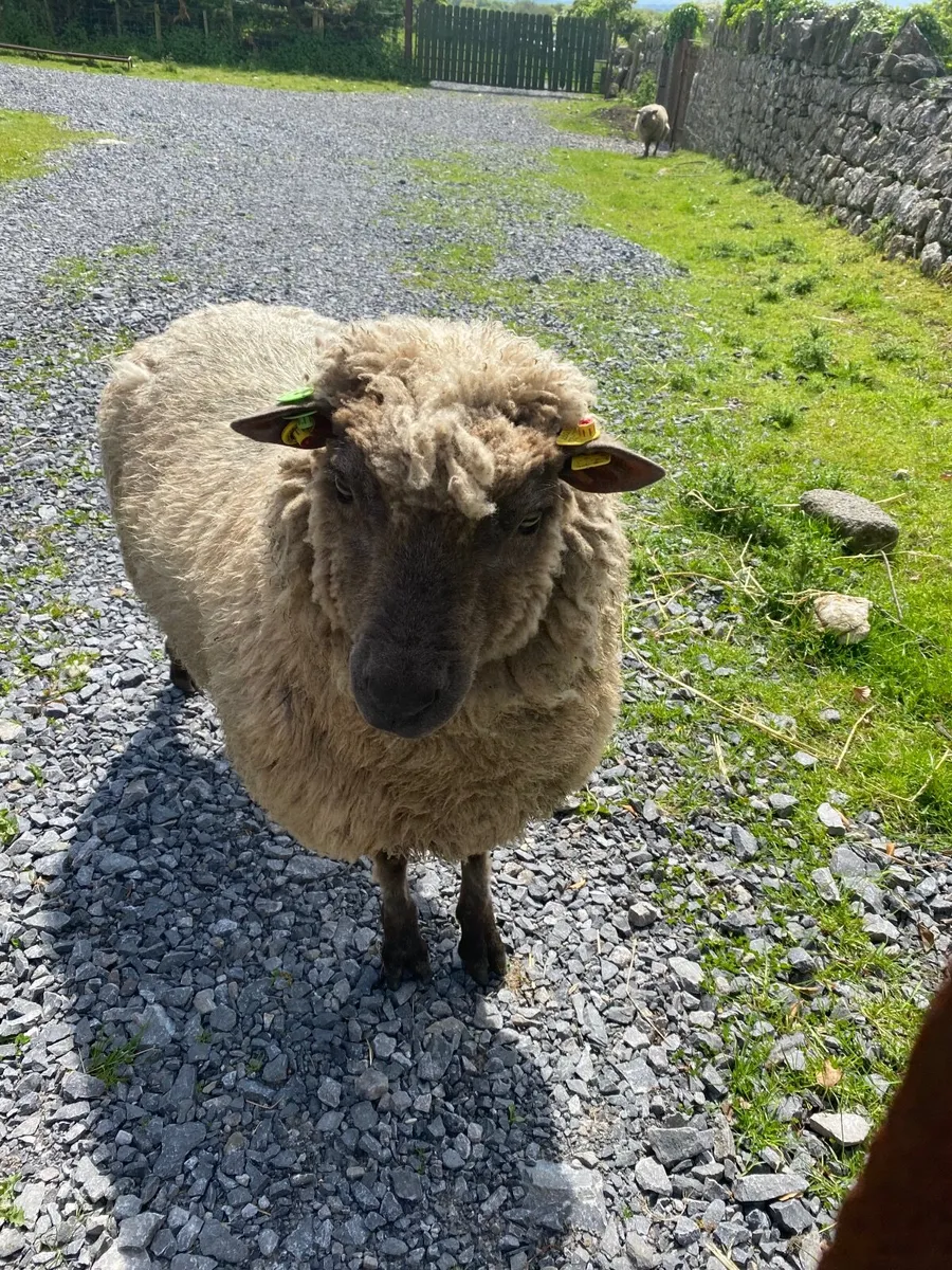 Pedigree Vendeen Ram - Image 2