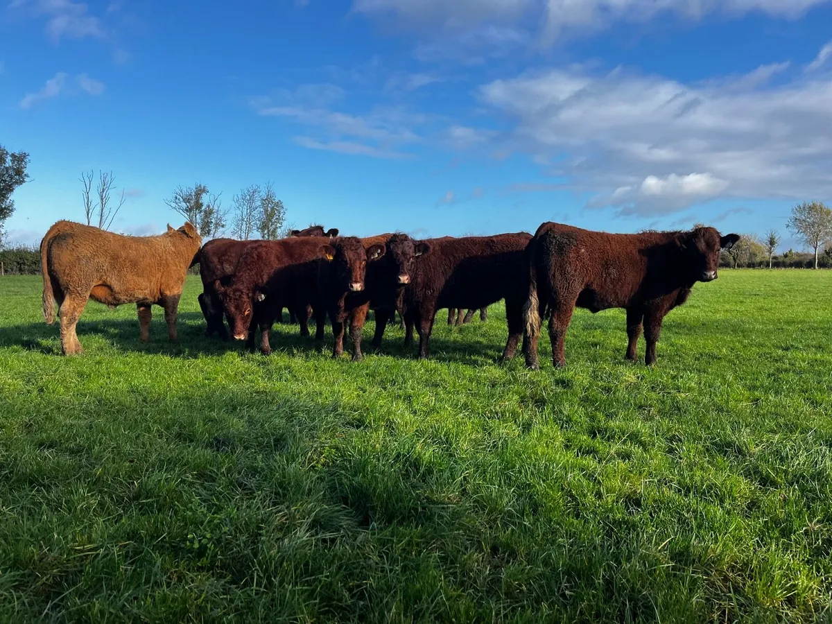 Salers heifers - Image 1