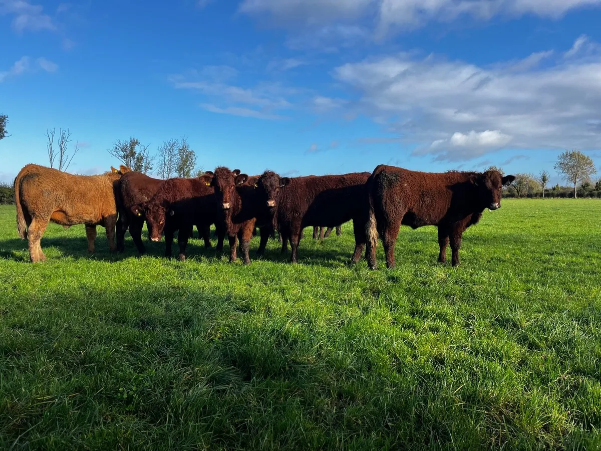 Salers heifers - Image 2