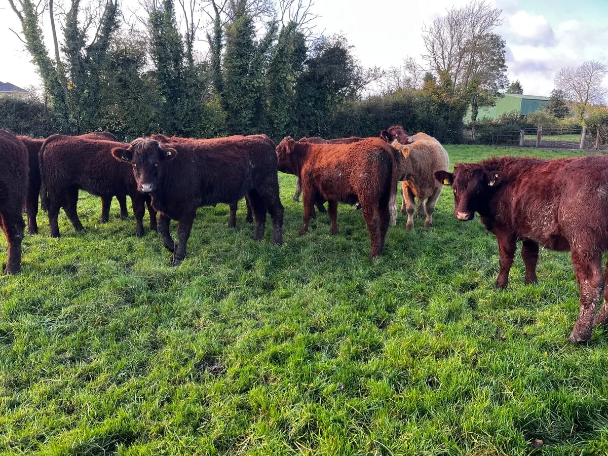 Salers heifers - Image 3