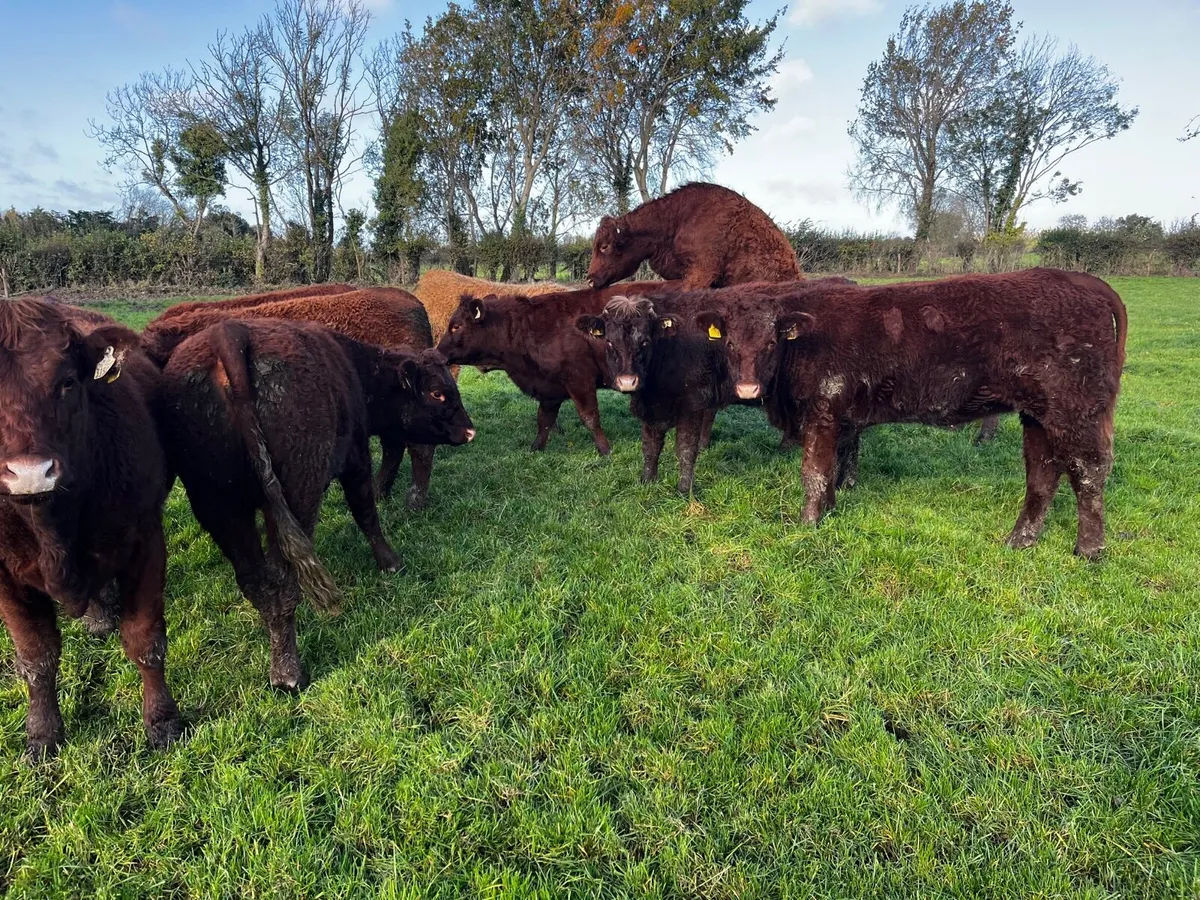 Salers heifers - Image 4