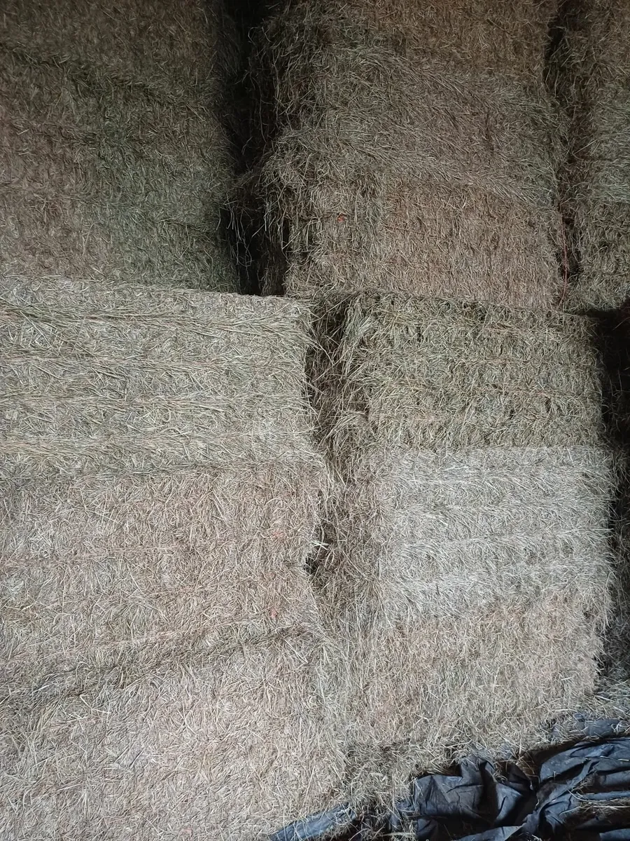 Hay for sale - Image 2