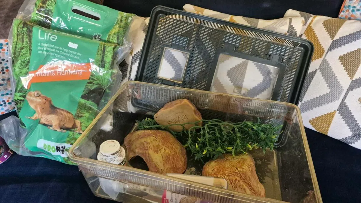 Gecko Encloure - Image 2