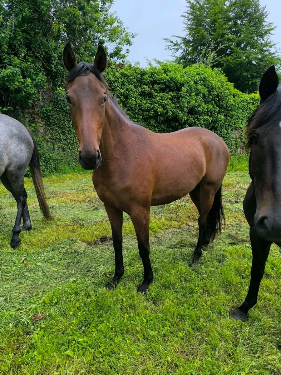 Thoroughbreds - Image 2