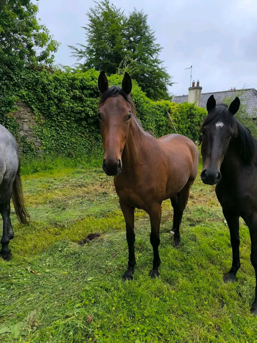 Thoroughbreds - Image 3