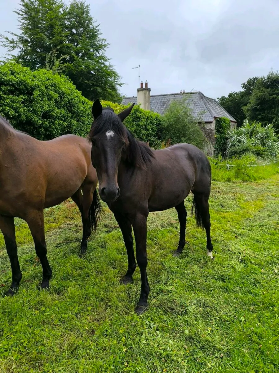 Thoroughbreds - Image 4