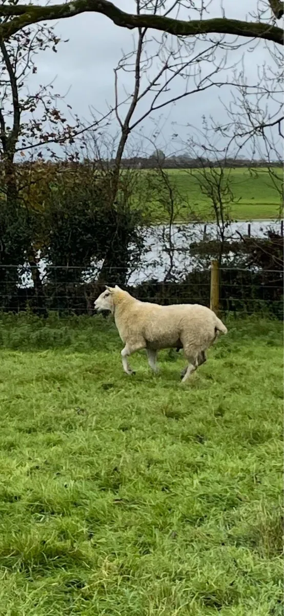 Aberfield Hogget Ram - Image 1