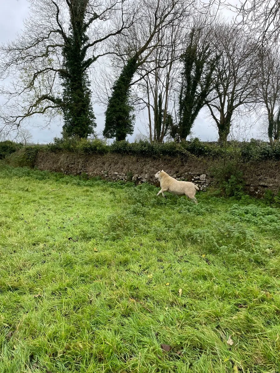 Aberfield Hogget Ram - Image 2