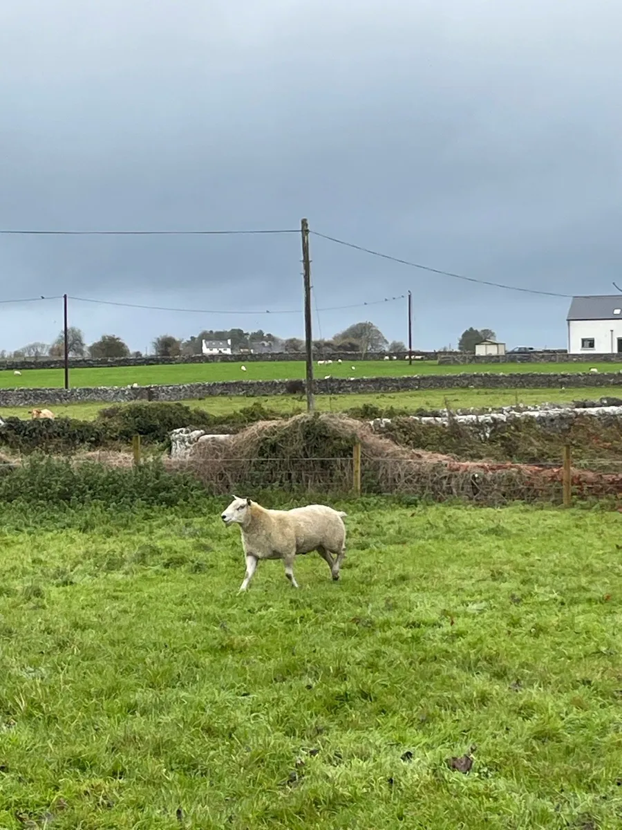 Aberfield Hogget Ram - Image 3