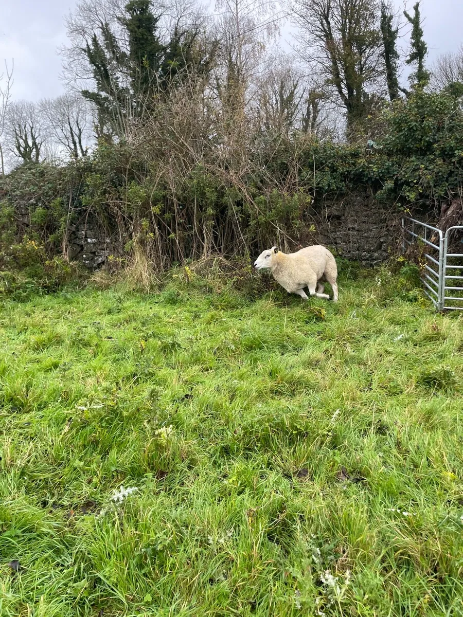 Aberfield Hogget Ram - Image 4