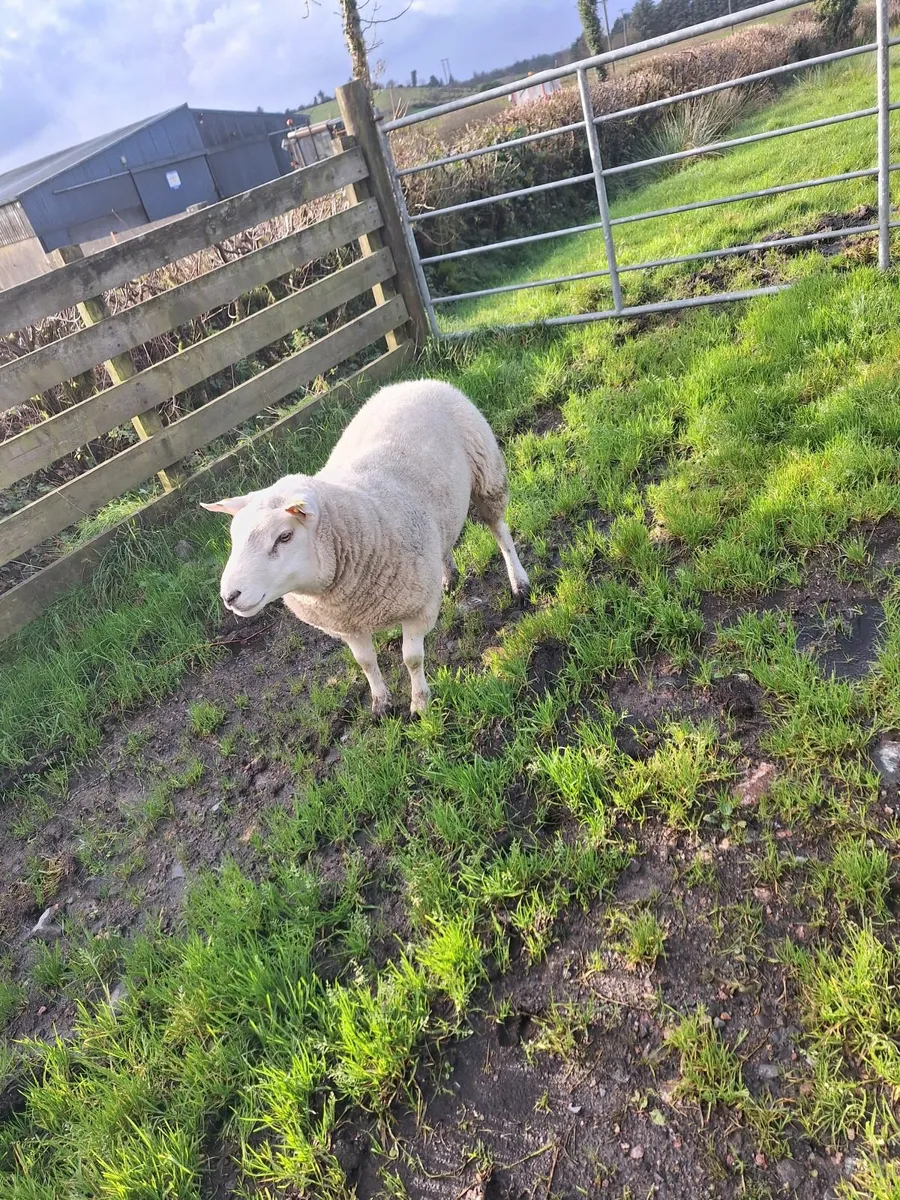 Sheep - Image 1