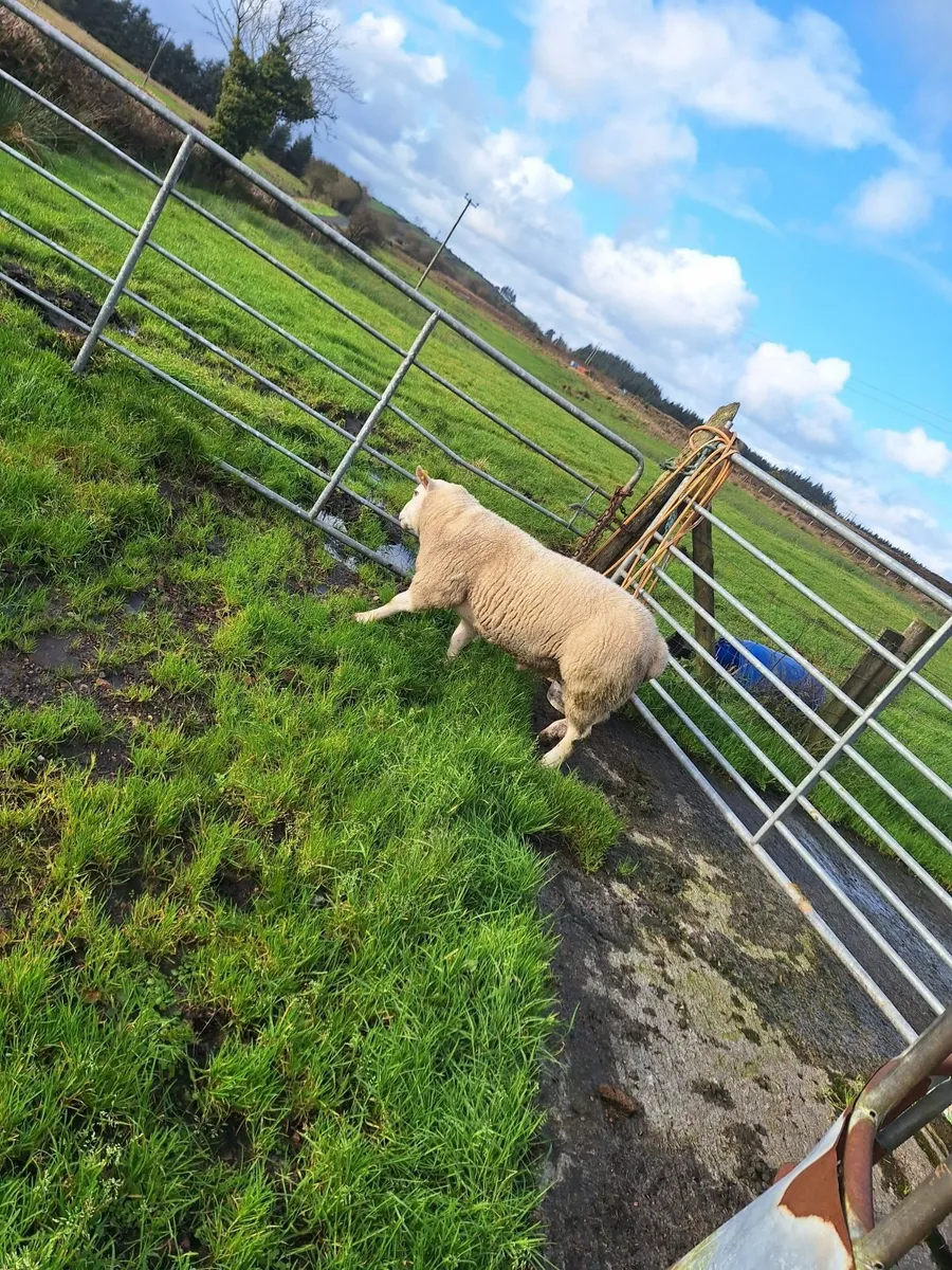 Sheep - Image 2