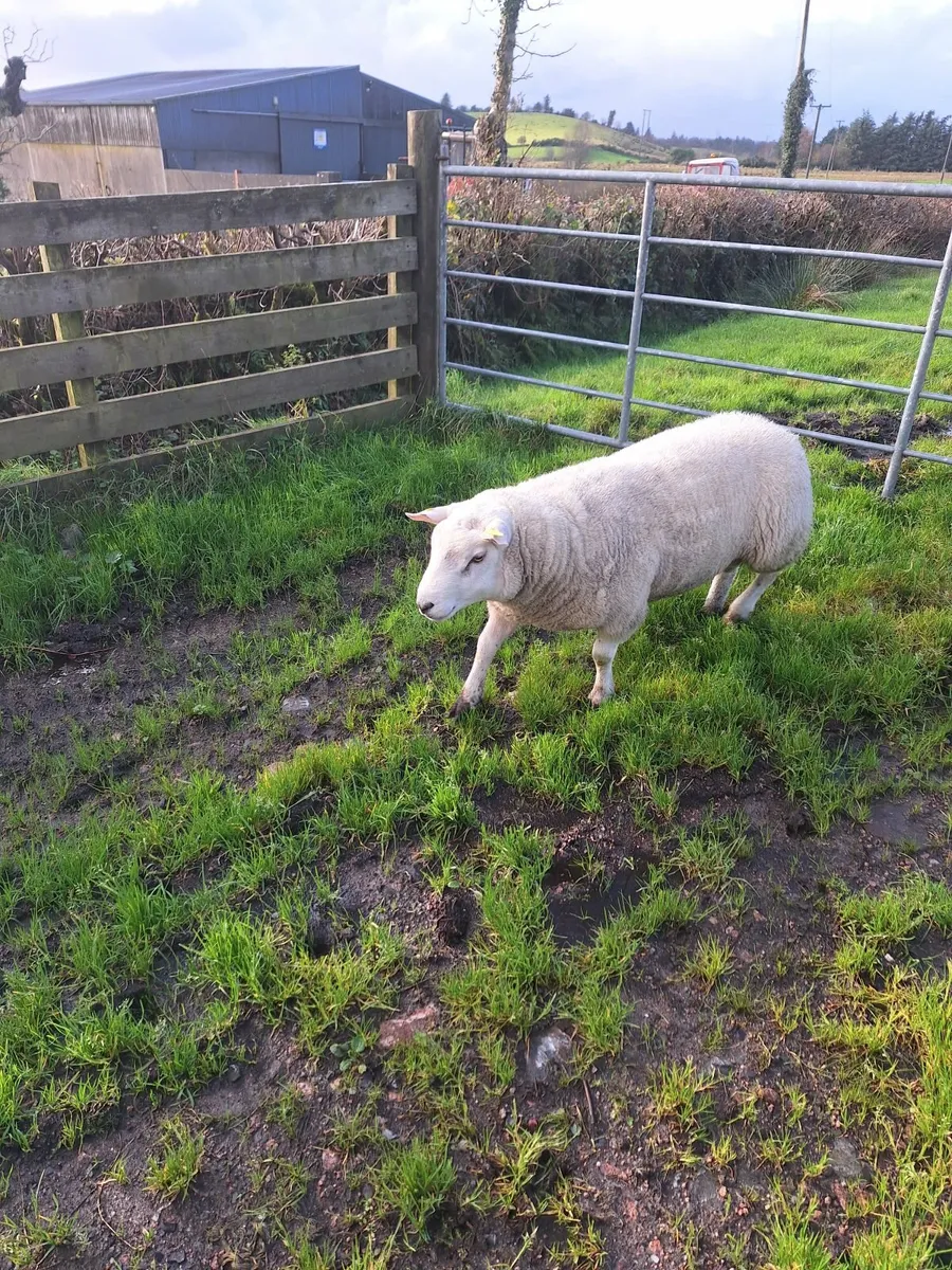 Sheep - Image 3