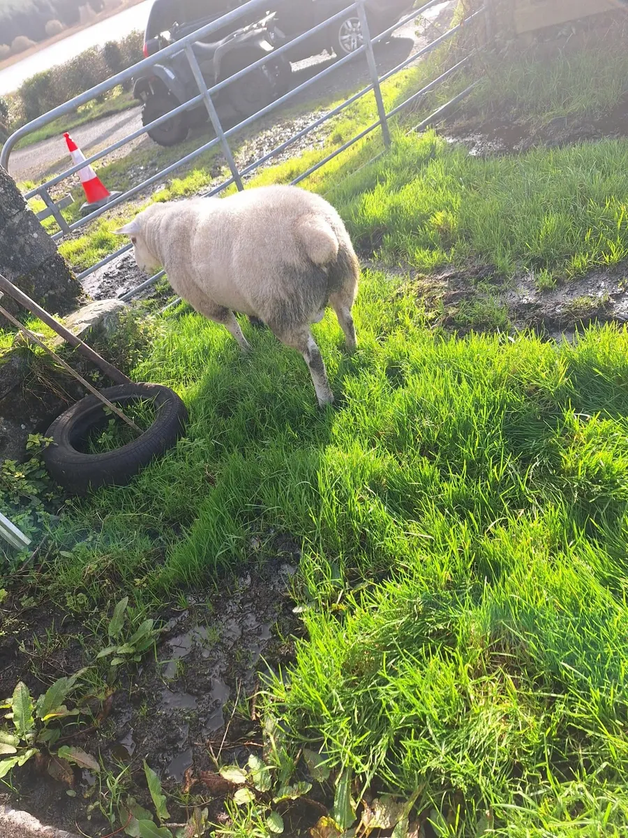 Sheep - Image 4