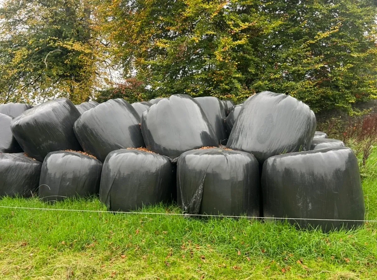 Silage - Image 2