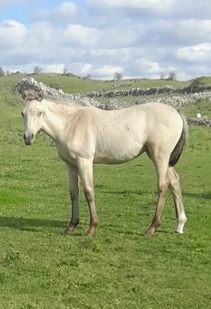 Dun Filly - Image 2