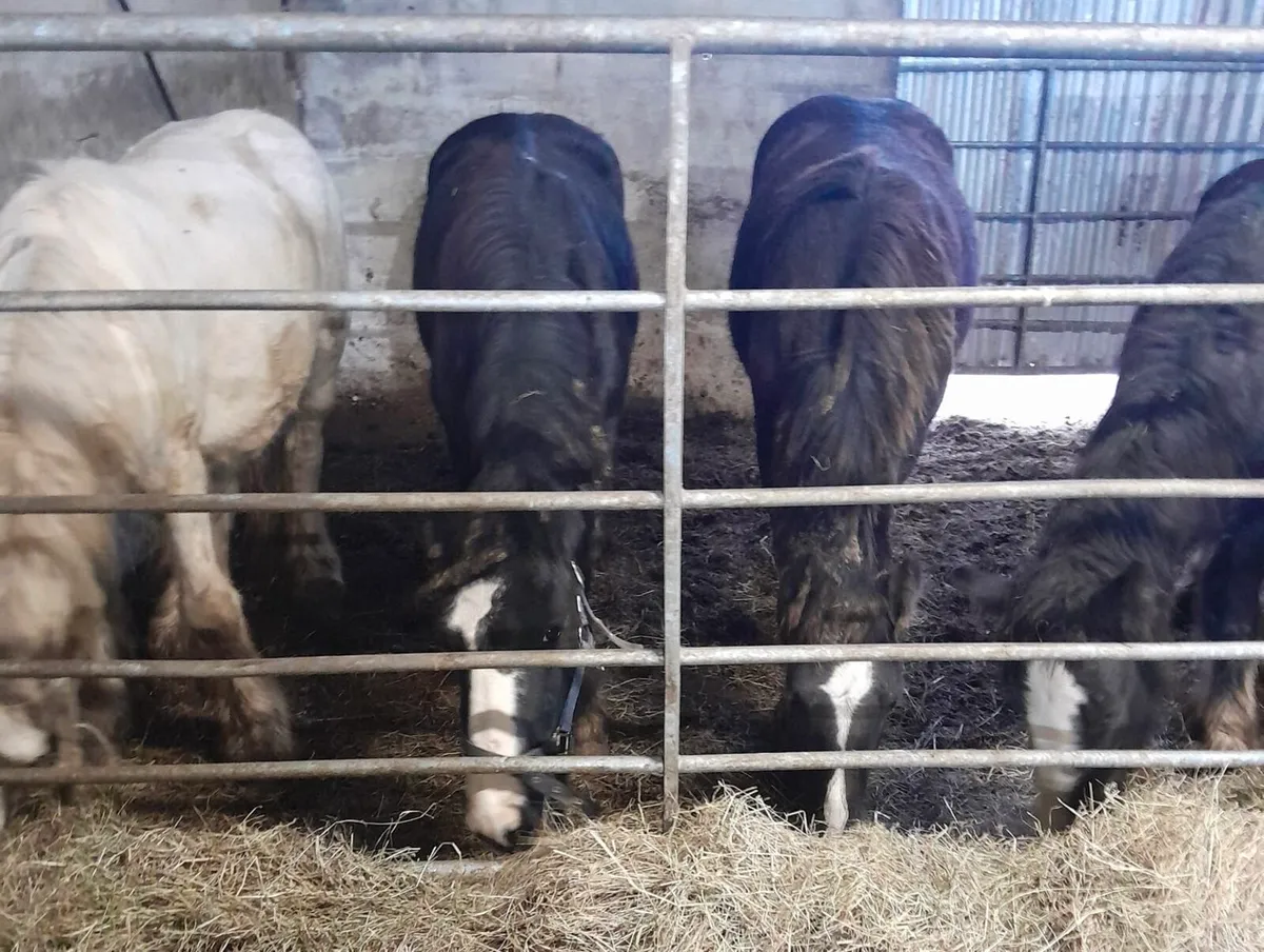 Colts for Sale - Image 1